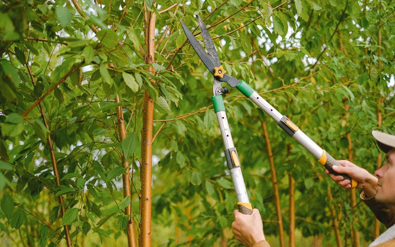 Tree trimming in Kasota, MN